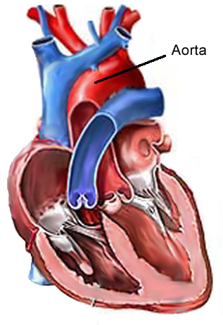Insufficienza aortica: perché si rischia la vita